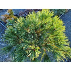 Pinus strobus 'Elkins Dwarf' - densely branched