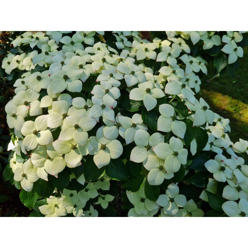 Cornus kousa 'Claudia' - masses of flower bracts in early summer.