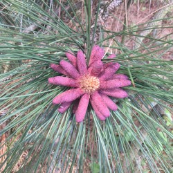 Amazing flowers on a mature Pinus ponderosa