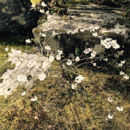 Abeliophyllum distichum - established plant in Japan