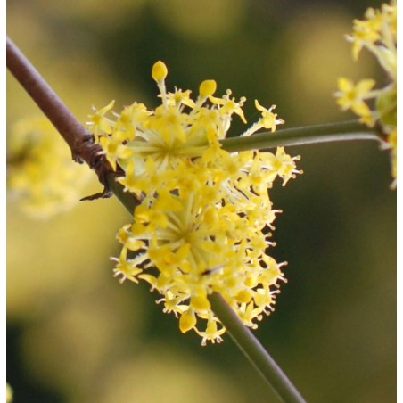 Cornus mas 'Kasanlaker' - yellow flowers in late winter Cornus mas 'Kasanlaker' - yellow flowers in late winter
