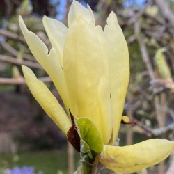 Magnolia 'Butterflies' flower in Spring