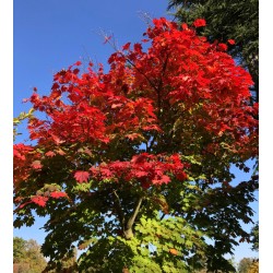 Acer japonicum 'Vitifolium' - autumn colour developing