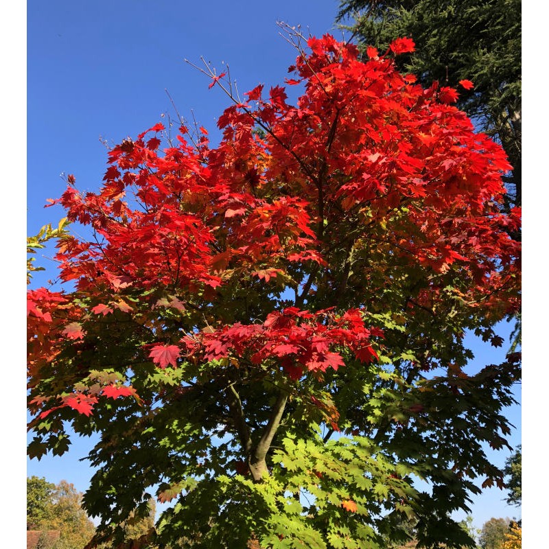 Acer japonicum 'Vitifolium' - autumn colour developing