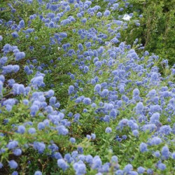 Ceanothus 'Concha' - masses of summer flowers on an established plant