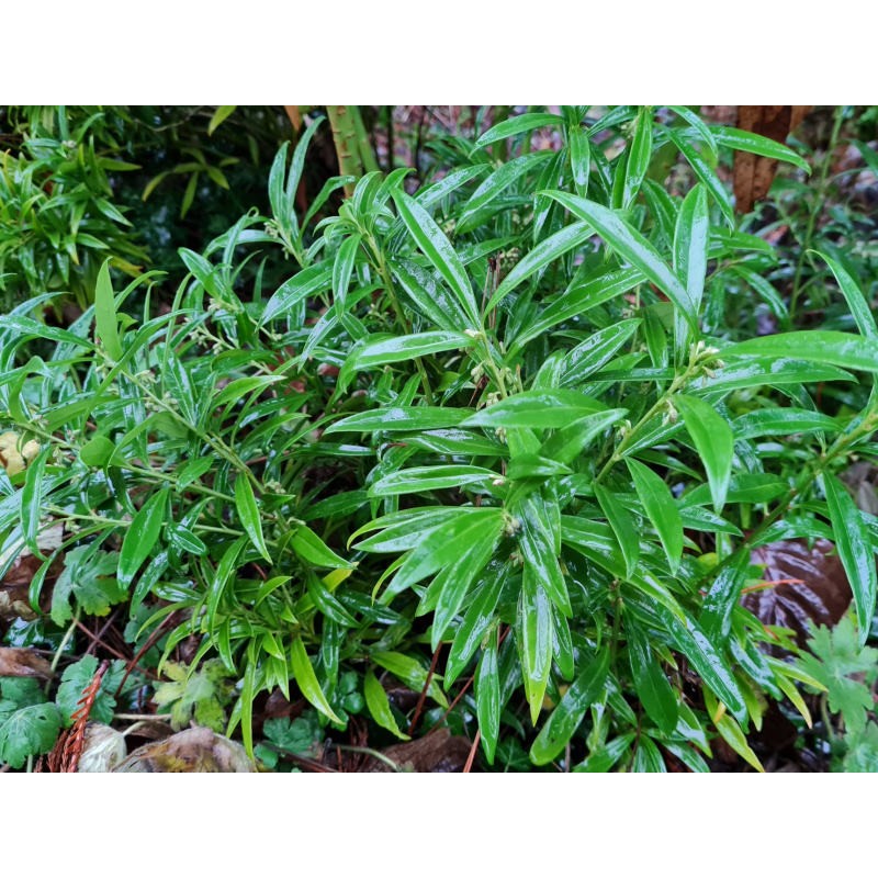 Sarcococca ruscifolia 'Dragon Gate' - late December