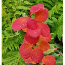 Berberis thunbergii 'Chocolate Summer' - autumn colour