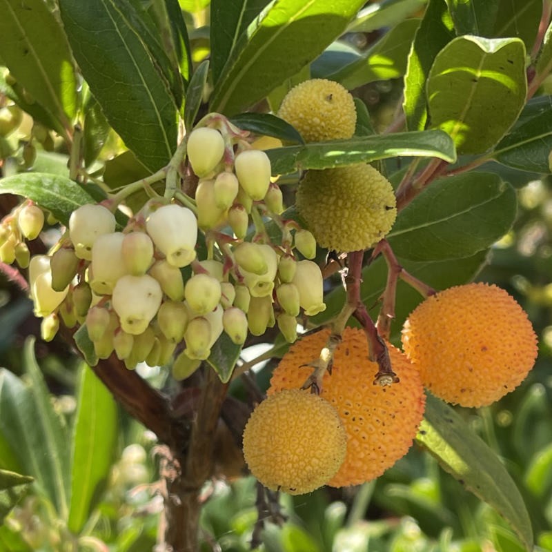 Arbutus unedo 'Atlantic' - flowers and young fruit developing Arbutus unedo 'Atlantic' - flowers and young fruit developing