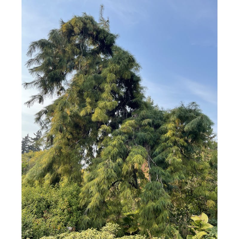 Pinus strobus 'Pendula' - mature specimen Pinus strobus 'Pendula' - mature specimen