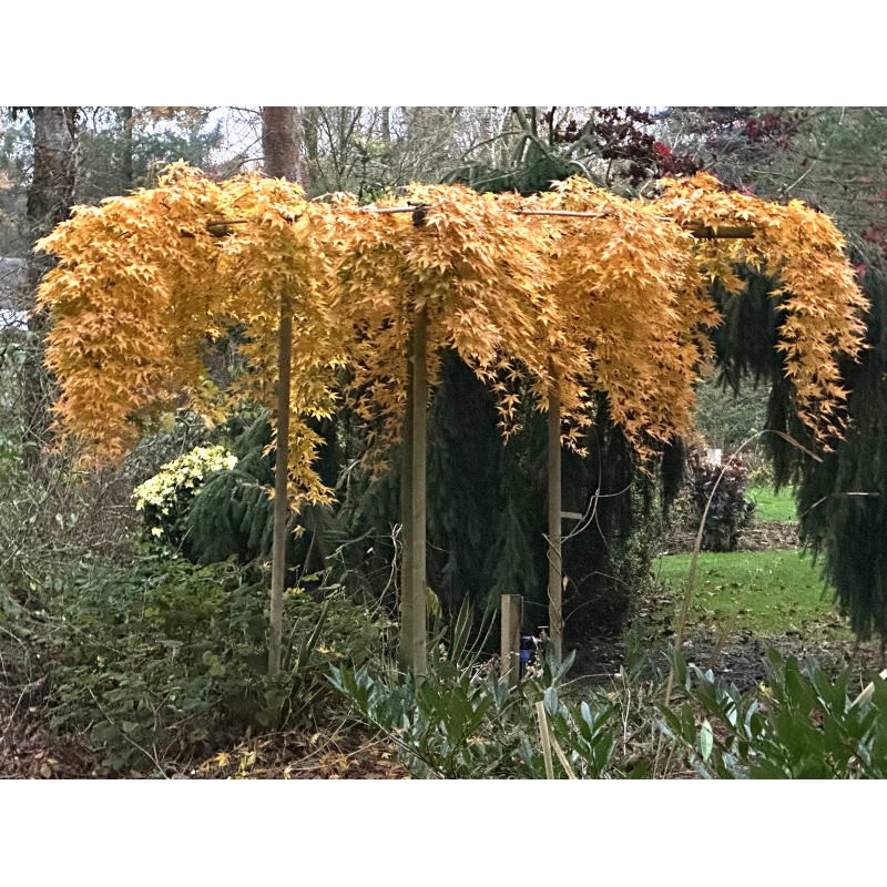 Acer palmatum 'Ryusen' - trained horizontally across a framework with yellow-gold autumn colour