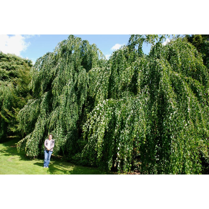 Cercidiphyllum japonicum 'Pendulum' - two established weeping Cercidiphyllum