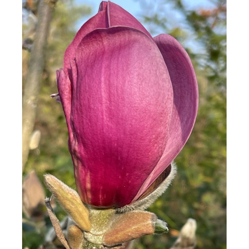 Magnolia 'Aphrodite' - beautiful goblet-shaped magenta pink flowers.