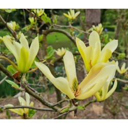 Magnolia 'Butterflies' - yellow flowers in Spring