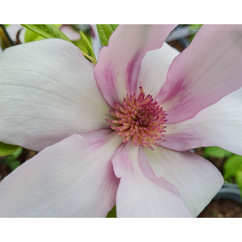 Magnolia 'Old Port' - flowers in Spring