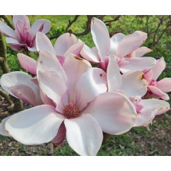 Magnolia 'Pickard's Glow' - flowers in Spring