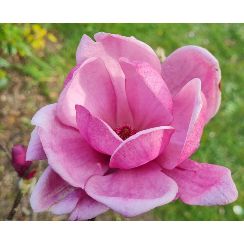 Magnolia 'Aphrodite' - Flower in Spring