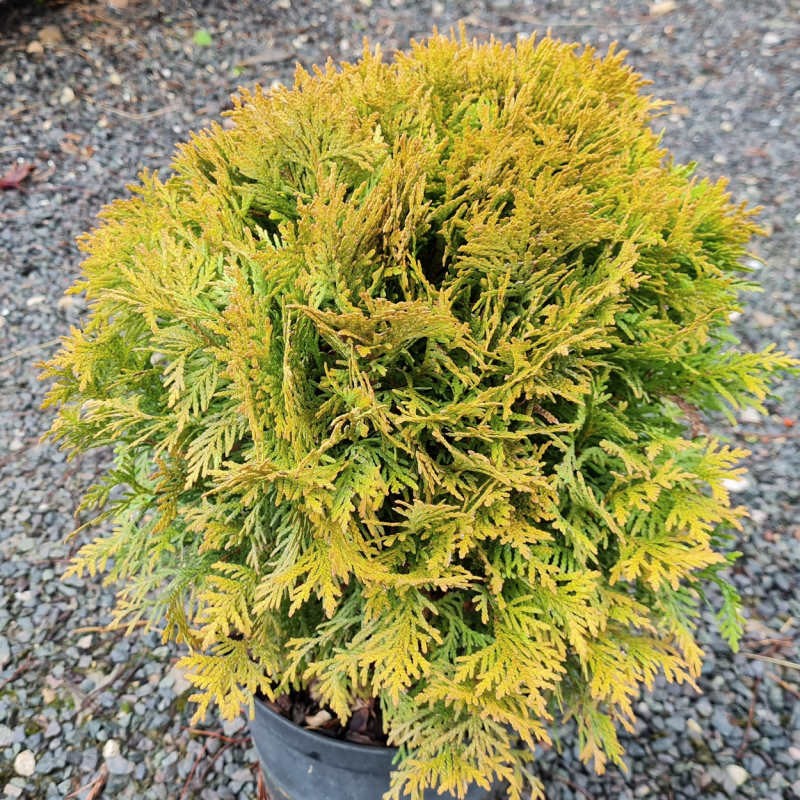 Thuja occidentalis 'Mirjam' - winter foliage Thuja occidentalis 'Mirjam' - winter foliage