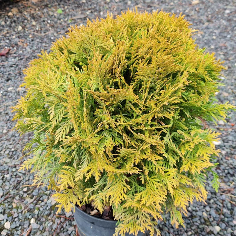 Thuja occidentalis 'Mirjam' - winter foliage