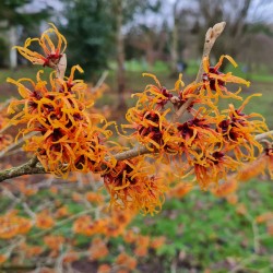 Hamamelis x intermedia 'Jelena' - winter flowers