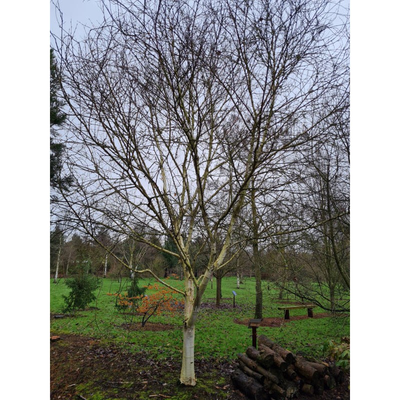 Betula utilis 'Moonbeam'