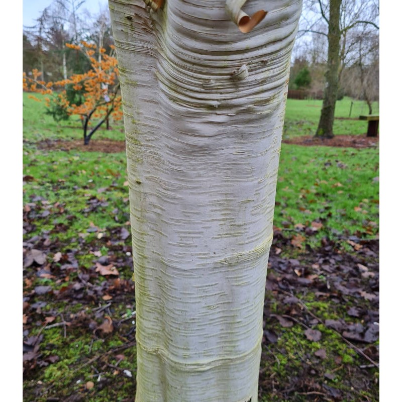 Betula utilis 'Moonbeam' - ornamental white bark