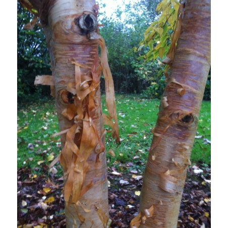 Betula ermanii 'Mount Zao Purple' - peeling bark