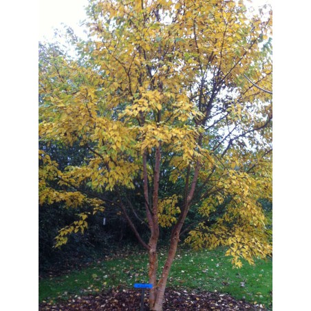 Betula ermanii 'Mount Zao Purple' - established tree with autumn colour