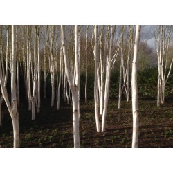 Betula utilis 'Doorenbos' - glade of young trees planted closely together