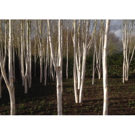 Betula utilis 'Doorenbos' - glade of young trees planted closely together Betula utilis 'Doorenbos' - glade of young trees planted closely together
