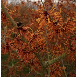 Hamamelis x intermedia 'Aphrodite' - winter flowers