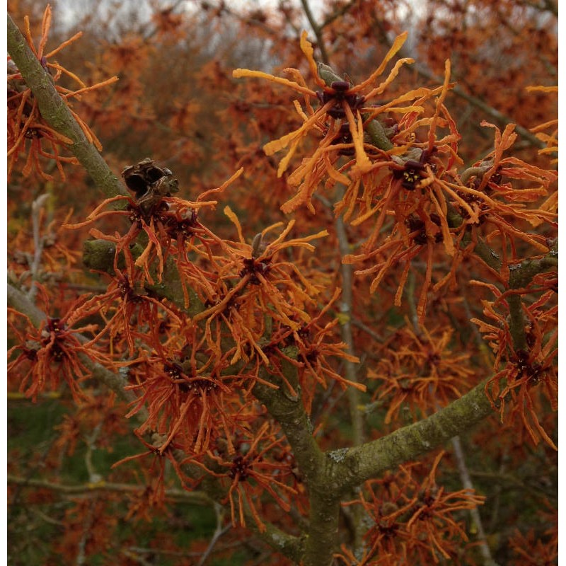 Hamamelis x intermedia 'Aphrodite' - winter flowers