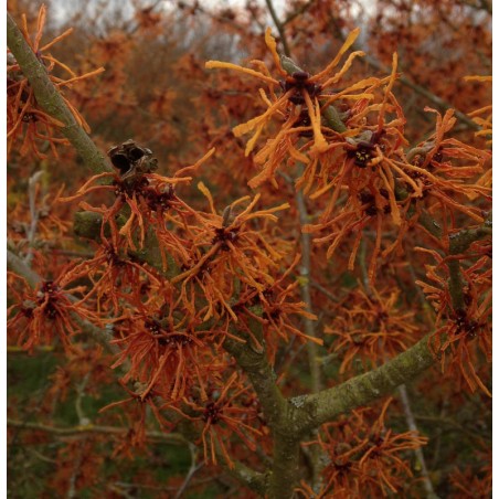 Hamamelis x intermedia 'Aphrodite' - winter flowers Hamamelis x intermedia 'Aphrodite' - winter flowers