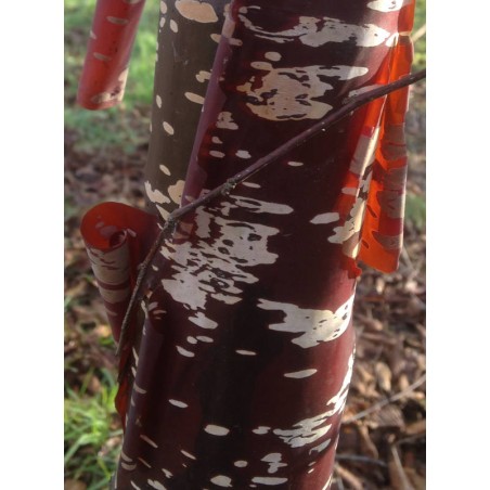 Betula utilis 'Chris Lane' - ornamental bark on an established tree Betula utilis 'Chris Lane' - ornamental bark on an established tree