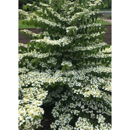 Viburnum plicatum 'Kilimanjaro' - conical flowering plant in summer Viburnum plicatum 'Kilimanjaro' - conical flowering plant in summer