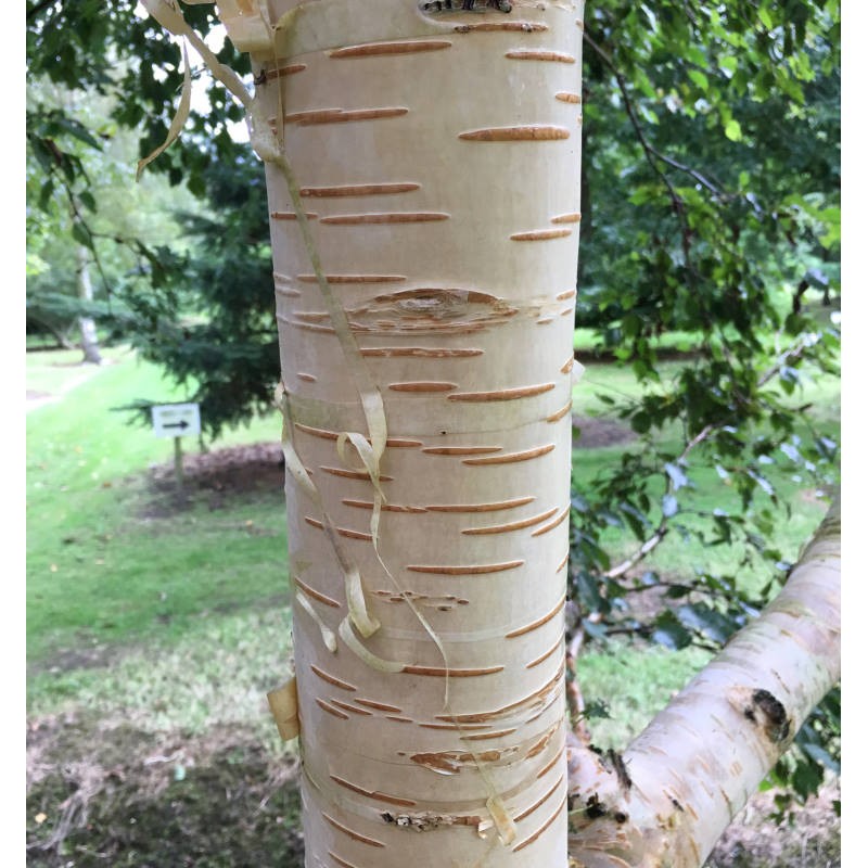 Betula ermanii 'Kwanak Weeping' - ornamental bark close up