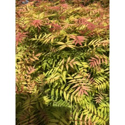 Sorbaria sorbifolia 'Sem' - young leaves in Spring