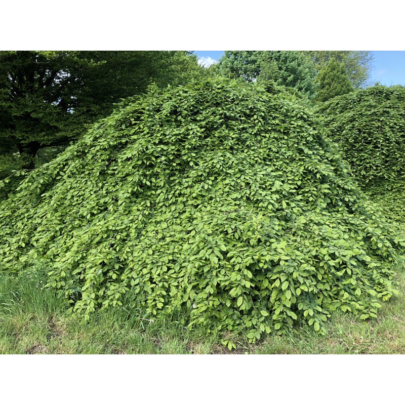 Carpinus betulus 'Pendula' - grown as an attractive large hummock
