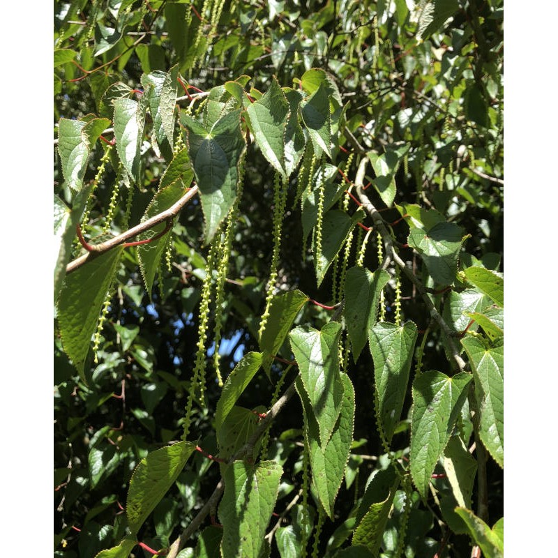 Tetracentron sinense