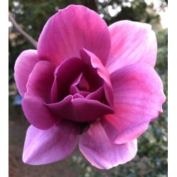 Magnolia x 'Ian's Red' - beautiful flowers in Spring