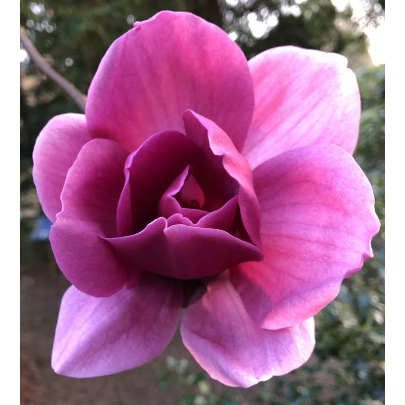 Magnolia x 'Ian's Red' - beautiful flowers in Spring