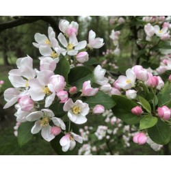 Malus x 'Red Sentinel' - spring flowers