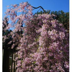 Prunus pendula 'Pendula Rubra' - masses of pink spring flowers