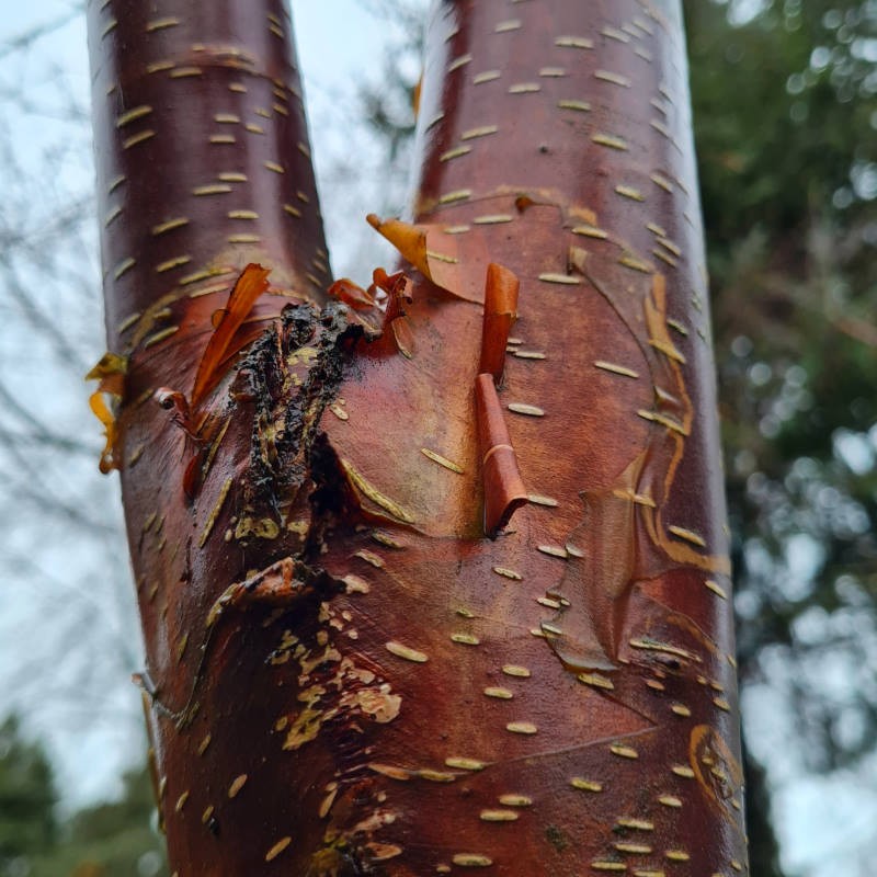 Betula utilis 'Bhutan Sienna'