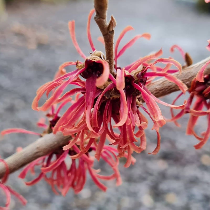 Hamamelis x intermedia 'Ruby Glow' - beautiful winter flowers