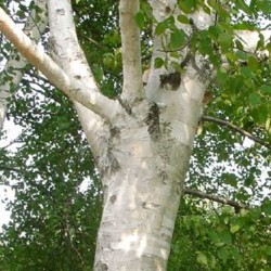 Betula papyrifera 'Saint George' - ornamental bark