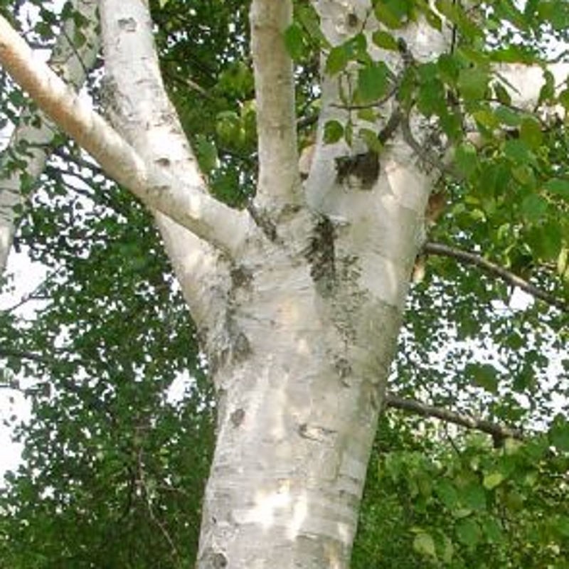 Betula papyrifera 'Saint George' - ornamental bark