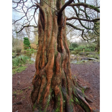 Metasequoia glyptostroboides - trunk buttress Metasequoia glyptostroboides - trunk buttress