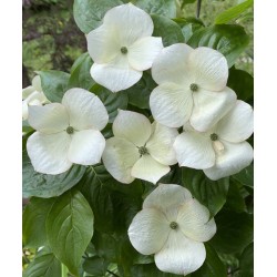 Cornus x 'Hyperion' - impressively large white flower bracts