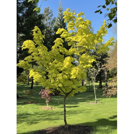Acer platanoides 'Princeton Gold' - established tree covered with golden-yellow leaves