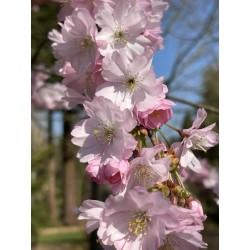 Prunus 'Accolade' - beautiful pink flowers in Spring